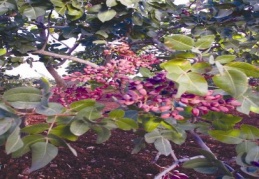 “Uluslararası Antepfıstığı Kültür ve Sanat Festivali” başladı