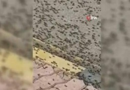 Umman'da karınca istilası