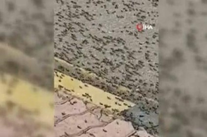 Umman'da karınca istilası