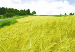 Un sanayicisine en uygun buğday cinsi yetiştiriliyor