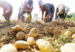 Üretici elindeki ürünleri ne yapacağını bilemiyor