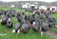 Üretici, gulu guluyu tavuğa tercih etti