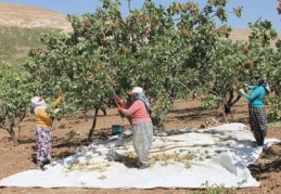 Üretici hırsızlık korkusundan erken hasada başladı