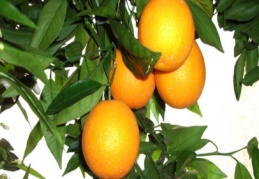 Üretici portakalı dalından bile toplayamadı