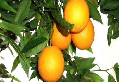 Üretici portakalı dalından bile toplayamadı