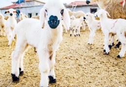 Üretici, yem fiyatları karşısında çaresiz