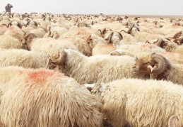 Üretici zarar ediyor, batıyor, iflas ediyor