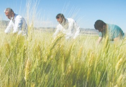 Üreticiden süne ile ilaçlı mücadele yapması istendi