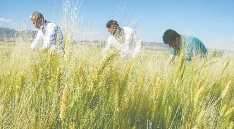 Üreticiden süne ile ilaçlı mücadele yapması istendi