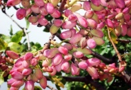 Üreticiler Antepfıstığı fiyatının düşük olmasını istemiyor 