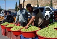 Üreticiler yeşil zeytinin tanıtılmasını istiyor