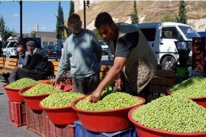 Üreticiler yeşil zeytinin tanıtılmasını istiyor