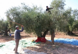 Üreticiler, zeytin hasadından memnun 