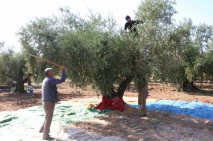 Üreticiler, zeytin hasadından memnun 