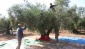Üreticiler, zeytin hasadından memnun 