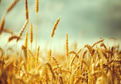 Üreticinin umudu gelecek hasada kaldı