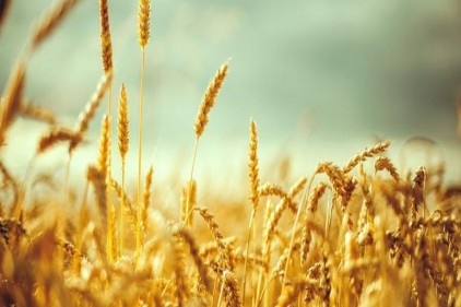 Üreticinin umudu gelecek hasada kaldı