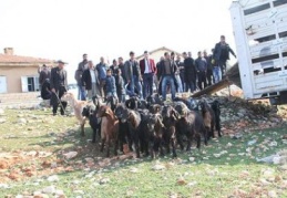 Üreticiye bedava keçi dağıtıldı