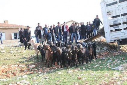 Üreticiye bedava keçi dağıtıldı