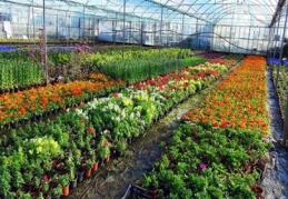 Üretilen 1,5 milyar süs bitkisi ekonomiyi 'renklendirdi'