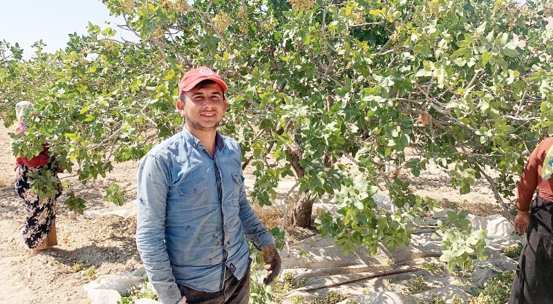 Urfa Antepfıstığı üretiminde ilk sırada yer aldı