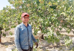 Urfa Antepfıstığı üretiminde ilk sırada yer aldı