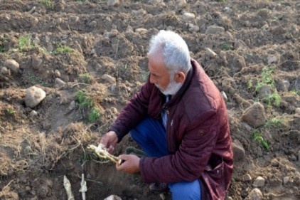 Uyanık çiftçi, &#039;Tarlanda kralın hazinesi var&#039; numarasını yutmadı