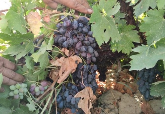 Üzüm bağlarını hastalık vurdu