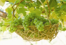 Üzüm erken yaşlanmayı önlüyor