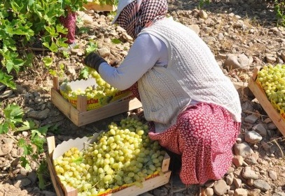 Üzüm hasadı başladı