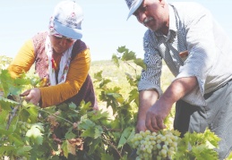 Üzüm tarlada 3,5, markette 10 lira