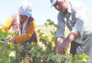 Üzüm tarlada 3,5, markette 10 lira