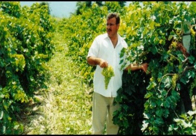 Üzüm üreticilerinin yüzü gülüyor 