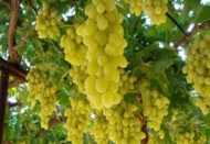 Üzümde, yasal sınırların üzerinde ilaç kalıntısı yok