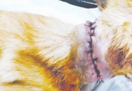 Vahşet: Boğazını kestiler