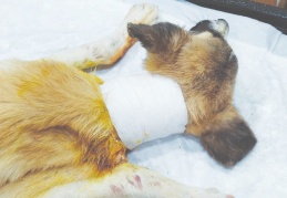 Vahşet: Boğazını kestiler