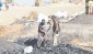 Valilik ve belediyeler kaliteli kömür dağıtsın