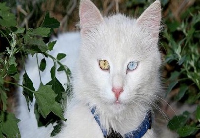 Van kedileri podyuma çıkacak