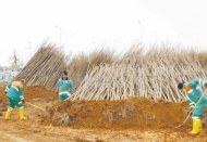 Vatandaşa 50 bin fidan dağıtılacak