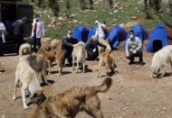Vatandaşlar evde kalsın sokak hayvanları bize emanet