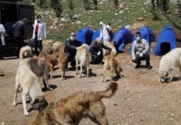 Vatandaşlar evde kalsın sokak hayvanları bize emanet