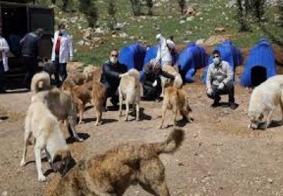 Vatandaşlar evde kalsın sokak hayvanları bize emanet