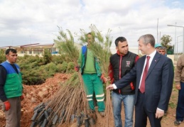 Vatandaşlara fıstık çam fidan dağıtılıyor