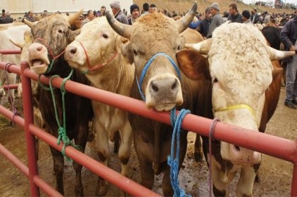 Vekalet yoluyla kurban kesim bedeli yurt içinde 625 lira