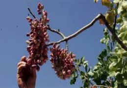 Verilen destekle, 10 bin menengiç ağacı fıstık ağacına dönüştürülecek