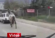 Vicdansız sürücü atını aracının arkasına bağlayıp ana yolda koşturdu