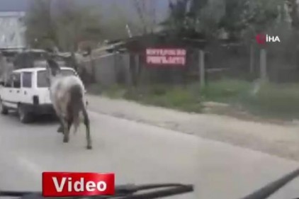 Vicdansız sürücü atını aracının arkasına bağlayıp ana yolda koşturdu