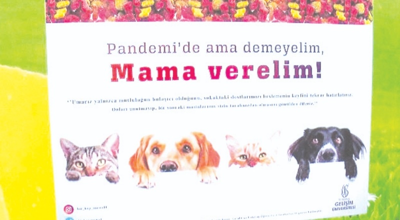 Virüs bulaşır korkusuyla sokak hayvanlarını besleme oranı yüzde 47 düştü
