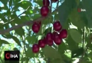 Vişne fiyatları çiftçiyi üzdü