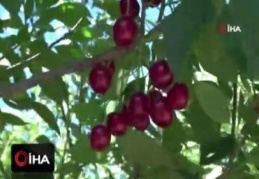 Vişne fiyatları çiftçiyi üzdü